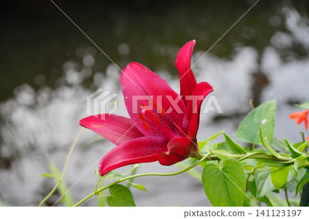 濱水公園裡盛開的紅百合 141123197