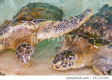 Sea turtles swimming Sea turtles swimming 141123361