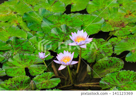 淺紫色睡蓮花 淺紫色睡蓮花 141123369