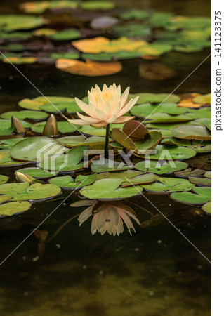 Water lilies reflecting their shadows on the water's surface Water lilies reflecting their shadows on the water's surface 141123375