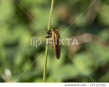 A blue-eyed fly perched on a plant in a field. A blue-eyed fly perched on a plant in a field. 141123382