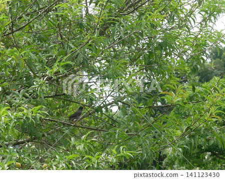 White-tailed Myna White-tailed Myna 141123430