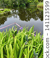 Irises bearing fruit 141123599