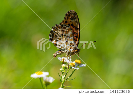 A male Common Leopard butterfly stands out against a green background. A male Common Leopard butterfly stands out against a green background. 141123626