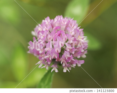 Red clover blooming in the field Red clover blooming in the field 141123800