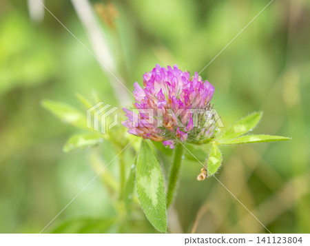 Red clover blooming in the field Red clover blooming in the field 141123804