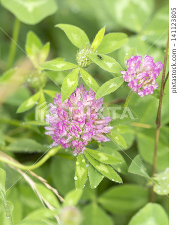 Red clover blooming in the field Red clover blooming in the field 141123805