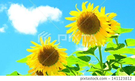 Sun flower shining in the blue sky Sun flower shining in the blue sky 141123812