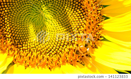 Himawari flowers and bees Himawari flowers and bees 141123833
