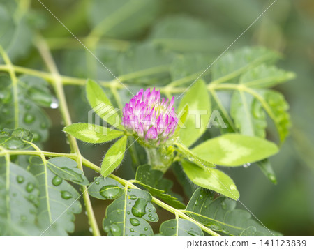 Purple clover in a rain-soaked field Purple clover in a rain-soaked field 141123839