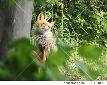 A red fox standing there peacefully. A red fox standing there peacefully. 141123890