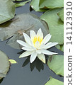 A close-up of a pure white water lily blooming on the water's surface, surrounded by green leaves. 141123910