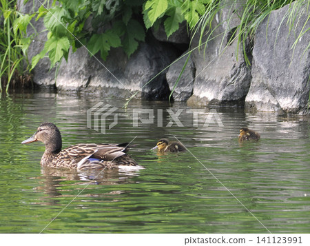 A mother mallard duck and her baby ducks A mother mallard duck and her baby ducks 141123991