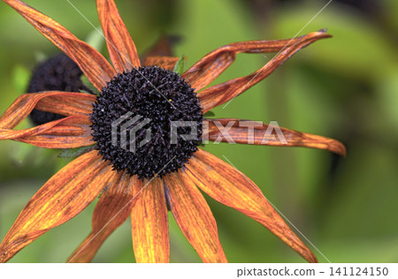 parched blossom of a black-eyed Susan parched blossom of a black-eyed Susan 141124150