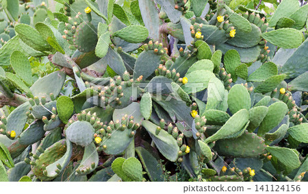 yellow flourishing cactuses yellow flourishing cactuses 141124156