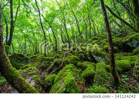 [Famous place for moss] Yamainudake [Kamikatsu Town] 141124242