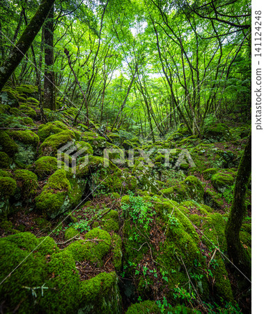[Famous place for moss] Yamainudake [Kamikatsu Town] 141124248