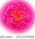 Pink rose flower isolated on white background. Close-up. Nature. 141124568