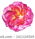Pink rose flower isolated on white background. Close-up. Nature. 141124569