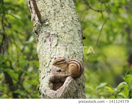 A Hokkaido chipmunk relaxing in a hollow in a tree. A Hokkaido chipmunk relaxing in a hollow in a tree. 141124579