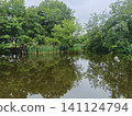 The pond in Kuwabukuro Biotope Park where cattails grow. 141124794