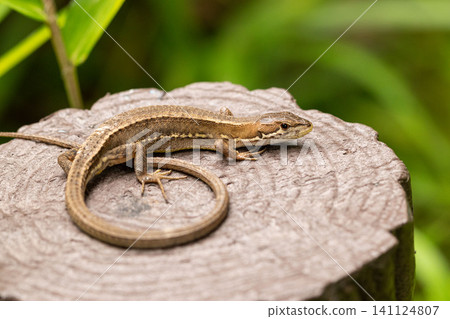 A Japanese grass lizard curls up on a wooden fence. A Japanese grass lizard curls up on a wooden fence. 141124807