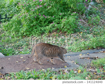 Tabby cat Tabby cat 141124840