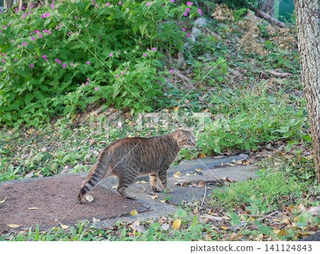 Tabby cat Tabby cat 141124843