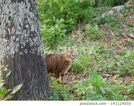 Tabby cat Tabby cat 141124850