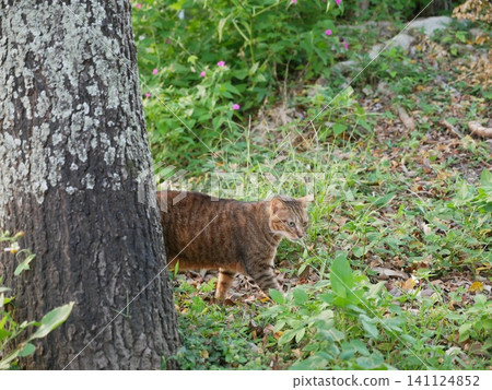 Tabby cat Tabby cat 141124852