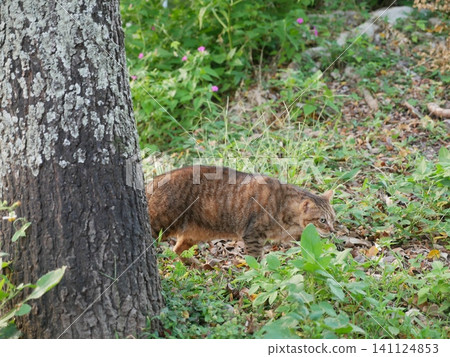 Tabby cat Tabby cat 141124853