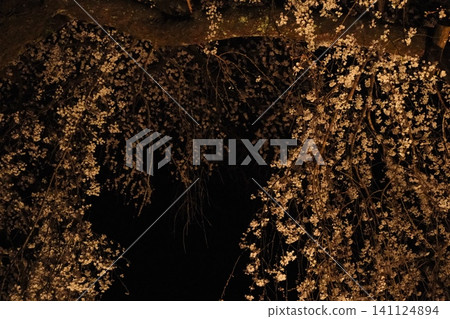 The silhouettes of small flowers and branches illuminated at night The silhouettes of small flowers and branches illuminated at night 141124894