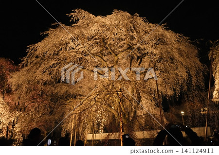 A large weeping cherry tree illuminated at night A large weeping cherry tree illuminated at night 141124911