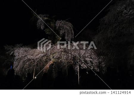夜幕降臨,燈光照耀下的垂枝櫻花樹景色 夜幕降臨,燈光照耀下的垂枝櫻花樹景色 141124914