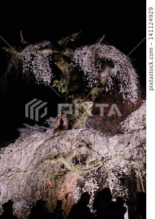夜幕下近距離拍攝的覆蓋著地衣的樹皮。 夜幕下近距離拍攝的覆蓋著地衣的樹皮。 141124929