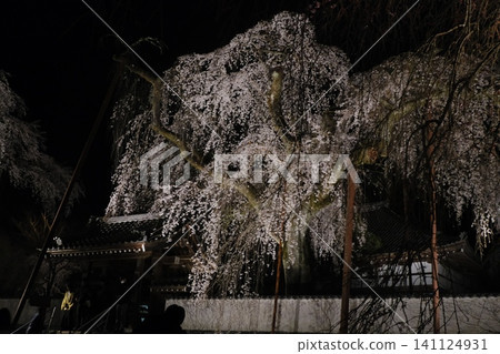 夜幕降臨,垂枝櫻花樹和神社建築在燈光的襯托下熠熠生輝。 夜幕降臨,垂枝櫻花樹和神社建築在燈光的襯托下熠熠生輝。 141124931