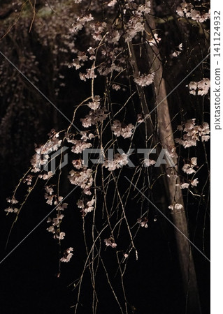 白色小花和枝條在夜晚閃閃發光 白色小花和枝條在夜晚閃閃發光 141124932