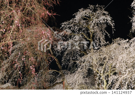 Weeping cherry trees and white flowering trees illuminated at night Weeping cherry trees and white flowering trees illuminated at night 141124937