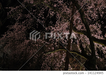 夜晚，櫻花枝條在燈光的襯托下熠熠生輝 141124945