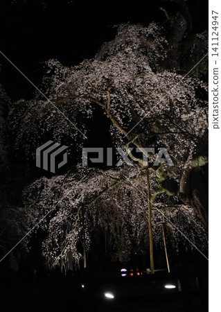 夜晚,櫻花和樹幹在燈光的襯托下熠熠生輝。 夜晚,櫻花和樹幹在燈光的襯托下熠熠生輝。 141124947