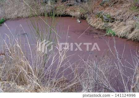 European reeds and withered weeds growing by the water's edge in a wetland. 141124996