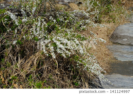 White wildflowers and withered grass along the boardwalk White wildflowers and withered grass along the boardwalk 141124997
