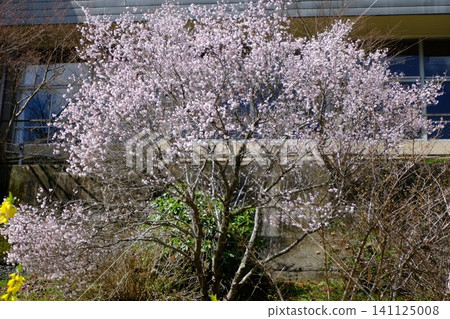 盛開的玉蘭花和建築物:一幅春日花園景象。 盛開的玉蘭花和建築物:一幅春日花園景象。 141125008