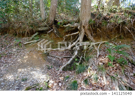 森林根系和落葉,苔蘚覆蓋的自然景觀 森林根系和落葉,苔蘚覆蓋的自然景觀 141125040