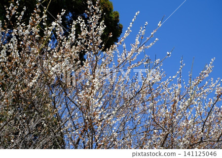 A spring scene: branches covered in white flowers against a blue sky. A spring scene: branches covered in white flowers against a blue sky. 141125046
