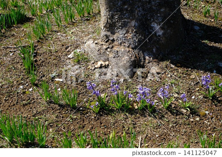 Small purple flowers and new shoots blooming at the base of the trees Small purple flowers and new shoots blooming at the base of the trees 141125047
