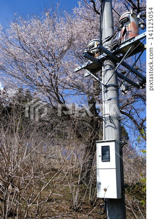 測量設備以電線桿和春花為背景。 141125054