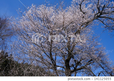 開著白花的樹，藍天白雲 141125055