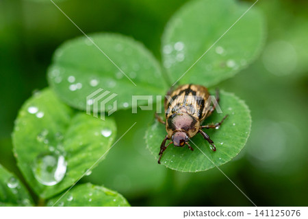 A spotted beetle perched on clover after the rain. 141125076