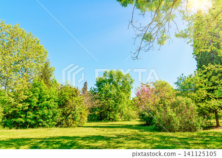 Sunny park meadow surrounded by lush trees under clear blue sky Sunny park meadow surrounded by lush trees under clear blue sky 141125105